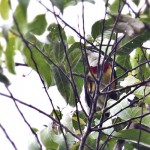 Scarlet-banded Barbet
