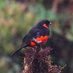 Scarlet-bellied Mountain Tanager