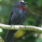 Slaty-backed Chat-Tyrant