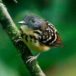 Spot-backed Antbird
