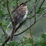 Striped Cuckoo
