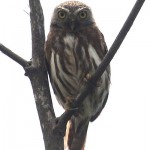 Subtropical Pigmy Owl