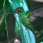 Sword-billed Hummingbird