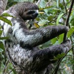 Three-toed Sloth
