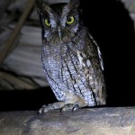 Tropical Screech Owl