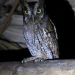 Tropical Screech Owl