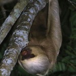 Two-toed Sloth