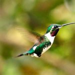 White-bellied Woodstar