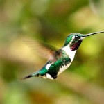 White-bellied Woodstar