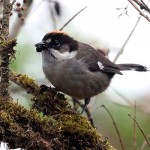 White-winged Brushfinch