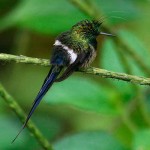 Wire-crested Thorntail