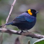 Yellow-scarfed Tanager