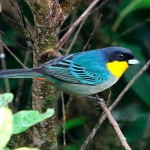 Yellow-throated Tanager