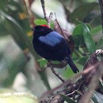 Yungas Manakin